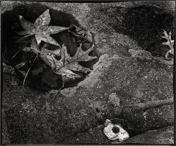 leaves in puddlea.jpg