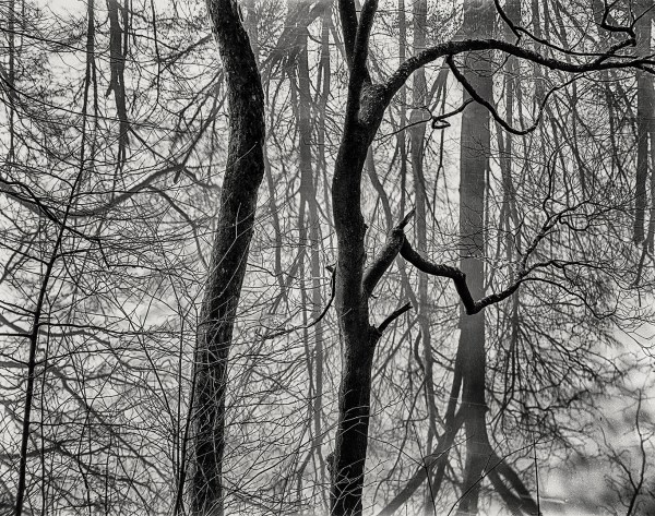 trees and reflectionsa