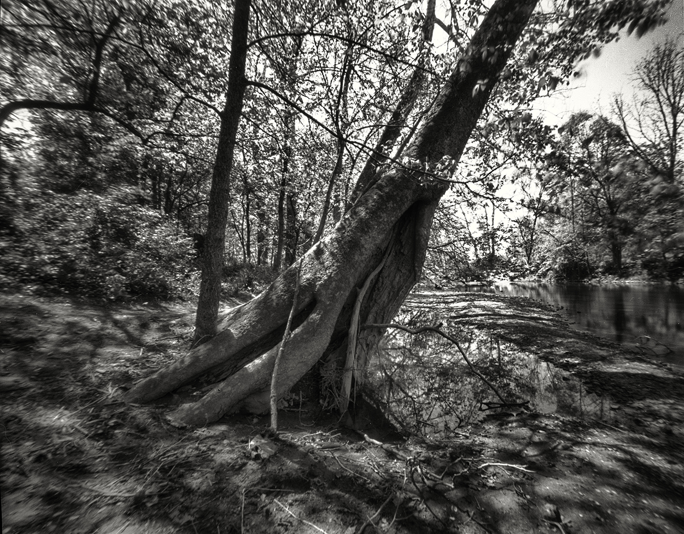 tree &amp; Ohio streama