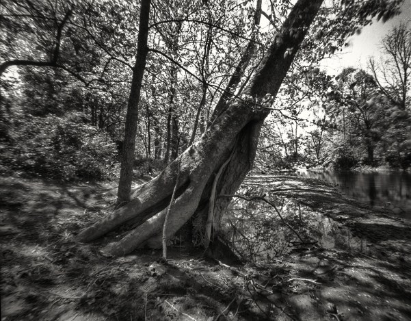 tree &amp; Ohio streama