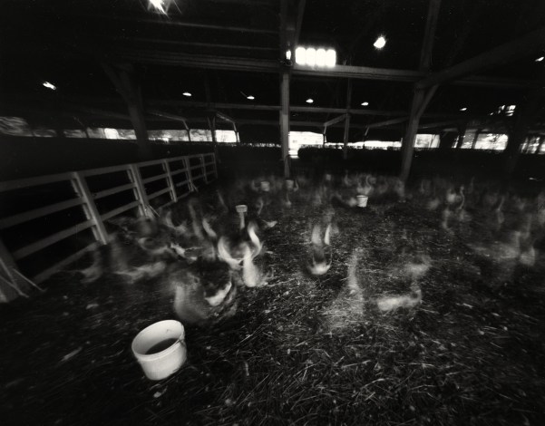 feedbuckets&amp;ducks